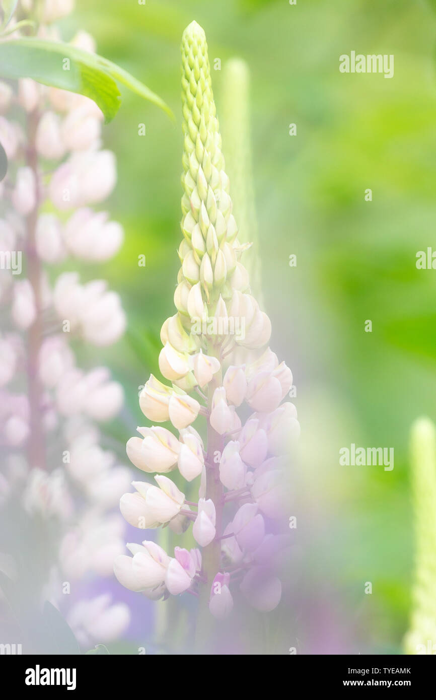 Belle floraison mauve lupins sauvages avec un arrière-plan flou et de couleurs vives en été Banque D'Images