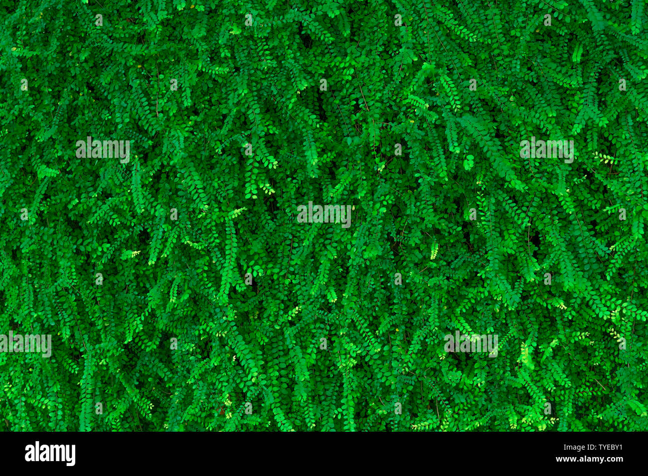 Laisser couvert vert lierre mur de béton texture background. Mur végétal pour purifier l'air. Ivy mur vert pour réduire la consommation d'énergie dans le bâtiment. Banque D'Images