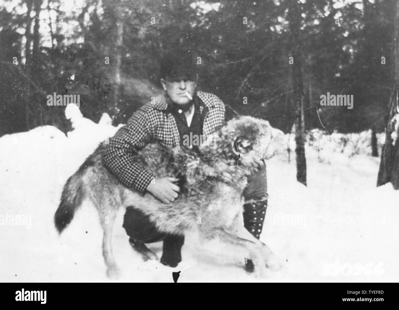 Photographie de Nixon Directeur de l'État Département Conservation tenant un loup mort ; Portée et contenu : sous-titre original : Préfet Nixon de l'État Département Conservation loup mort holding, l'un des pack qui ont tué environ 200-300 deer pendant l'hiver de 1934-1935. Banque D'Images