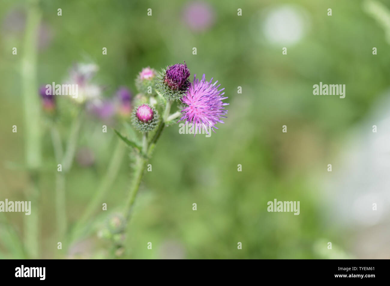 Chardon en fleurs sur une journée ensoleillée close-up Banque D'Images