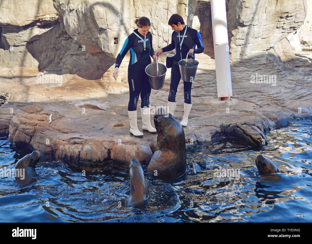 L'espagne, Valence, ville des Sciences et des Arts, l'Oceanografic, le plus grand parc océanographique d'Europe, voir la mer lion Banque D'Images