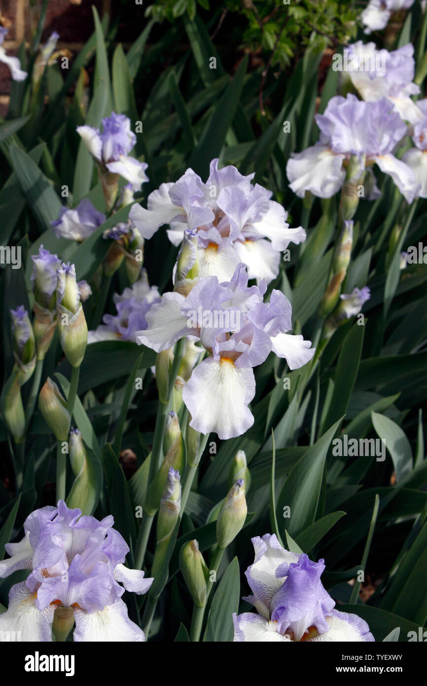 BEARDED IRIS BLEU CIEL CANNINGTON Banque D'Images