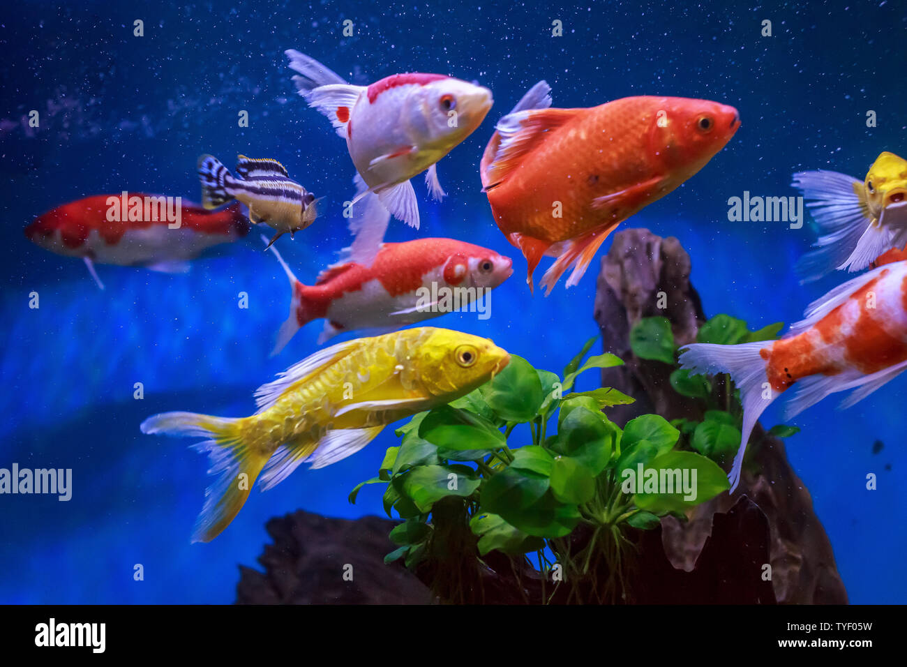 Poissons d'aquarium dans un aquarium écologique. Banque D'Images