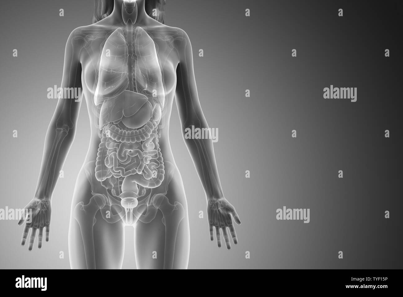 Médicalement en rendu 3d illustration d'un précis d'organes womans Banque D'Images