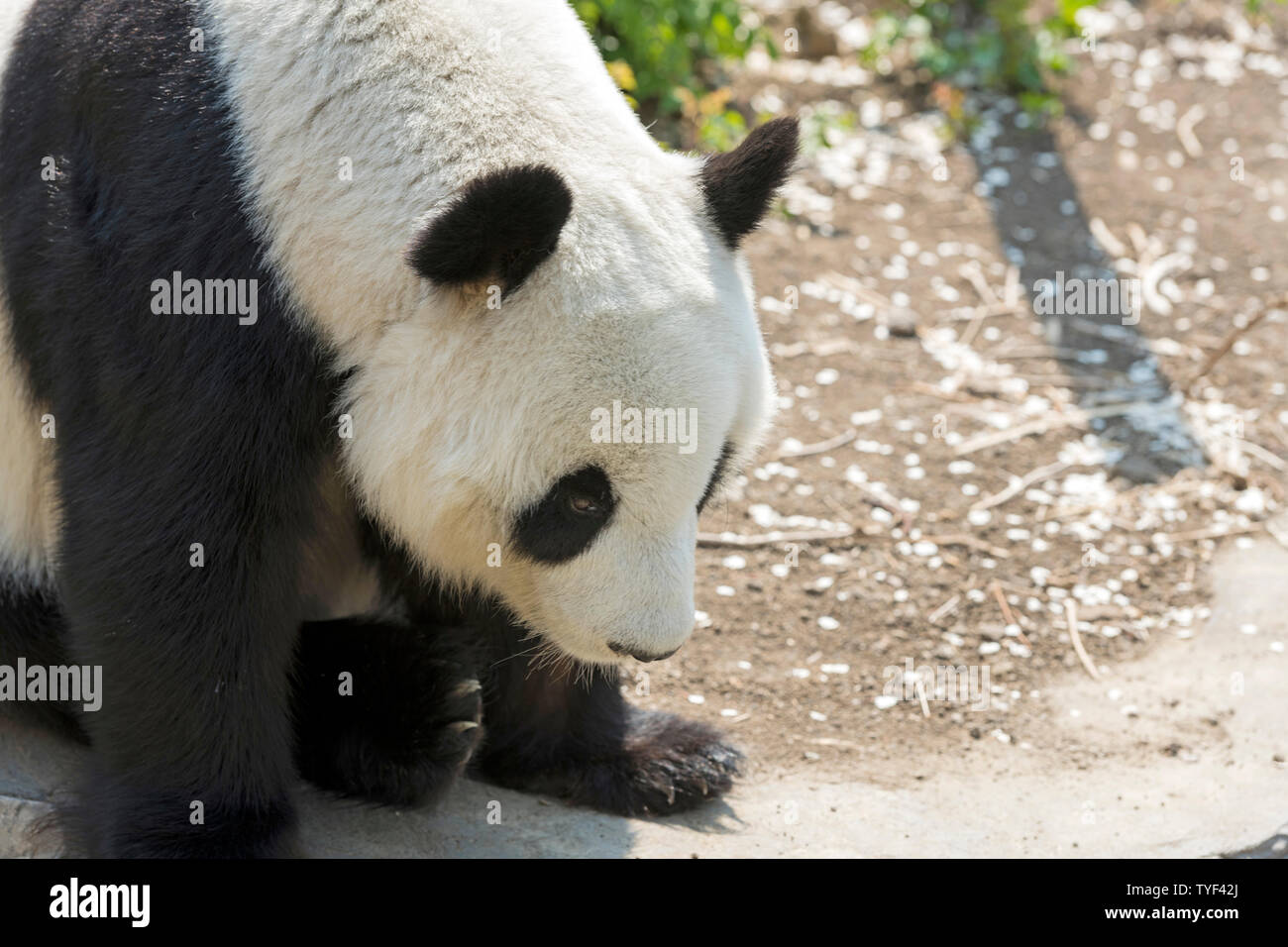 Panda Banque D'Images