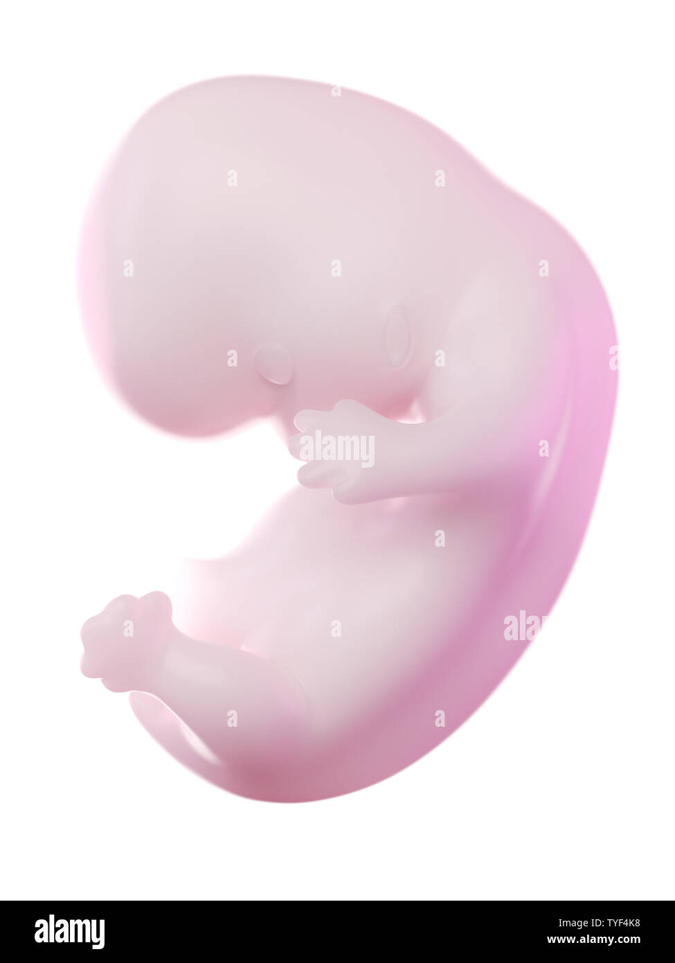 Rendu 3d illustration d'un foetus la semaine 8 Banque D'Images