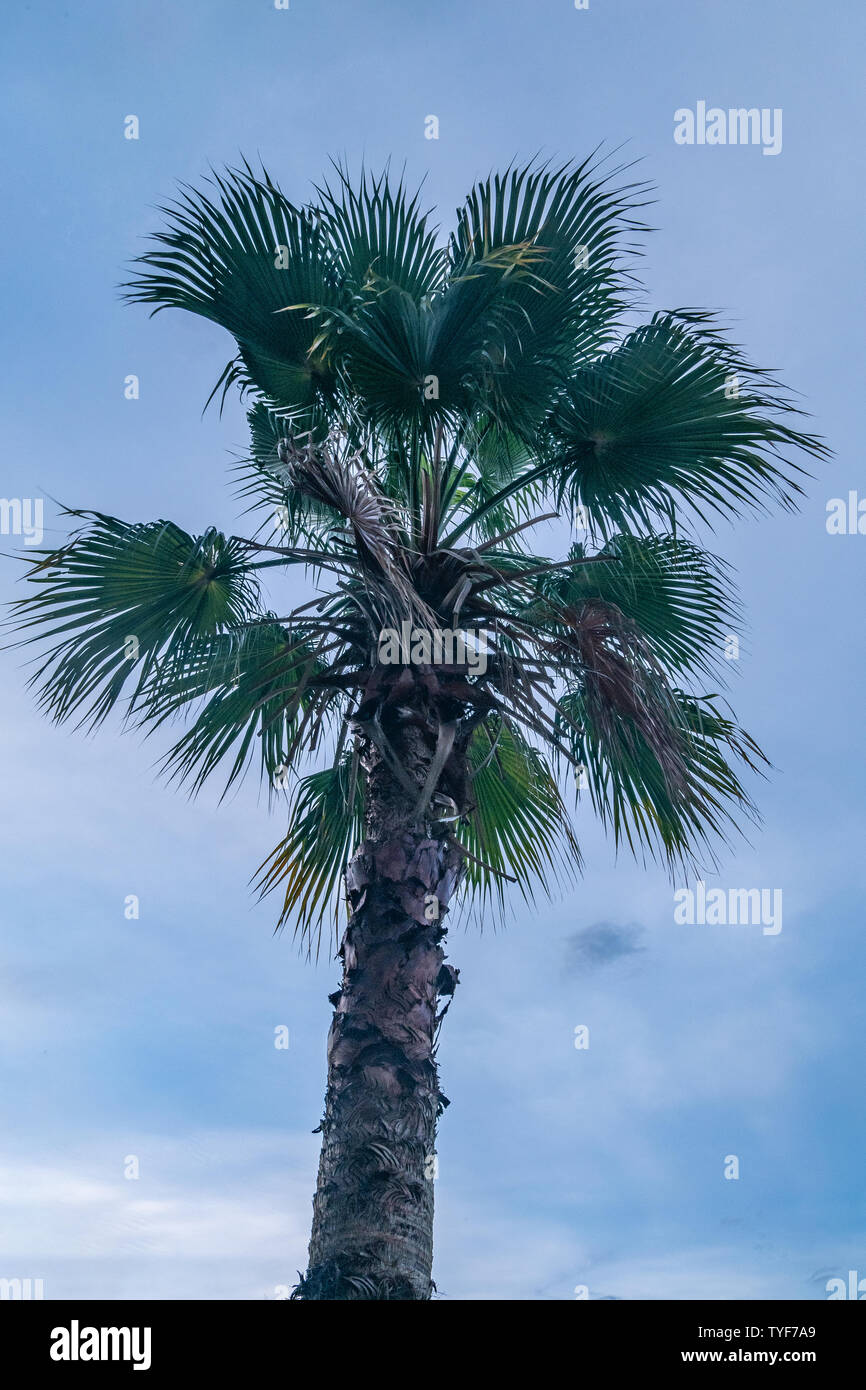 Avis de palm ou Toddy palm cambodgien et le ciel comme arrière-plan. Banque D'Images