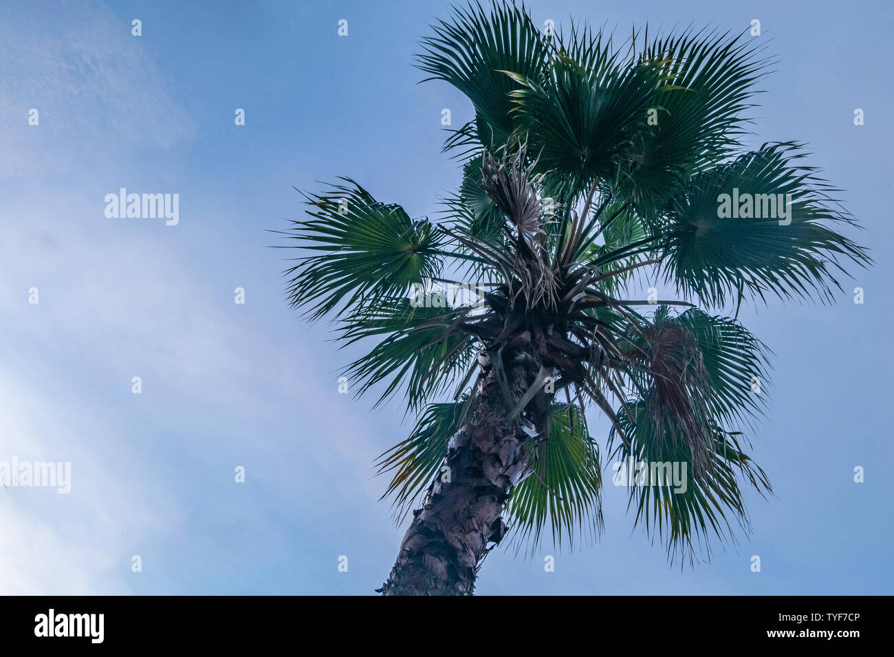 Avis de palm ou Toddy palm cambodgien et le ciel comme arrière-plan. Banque D'Images