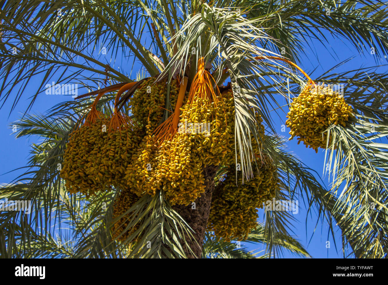 Phoenix dactylifera, palmiers Date à Albox, vallée d'Almanzora, Andalousie Espagne Banque D'Images