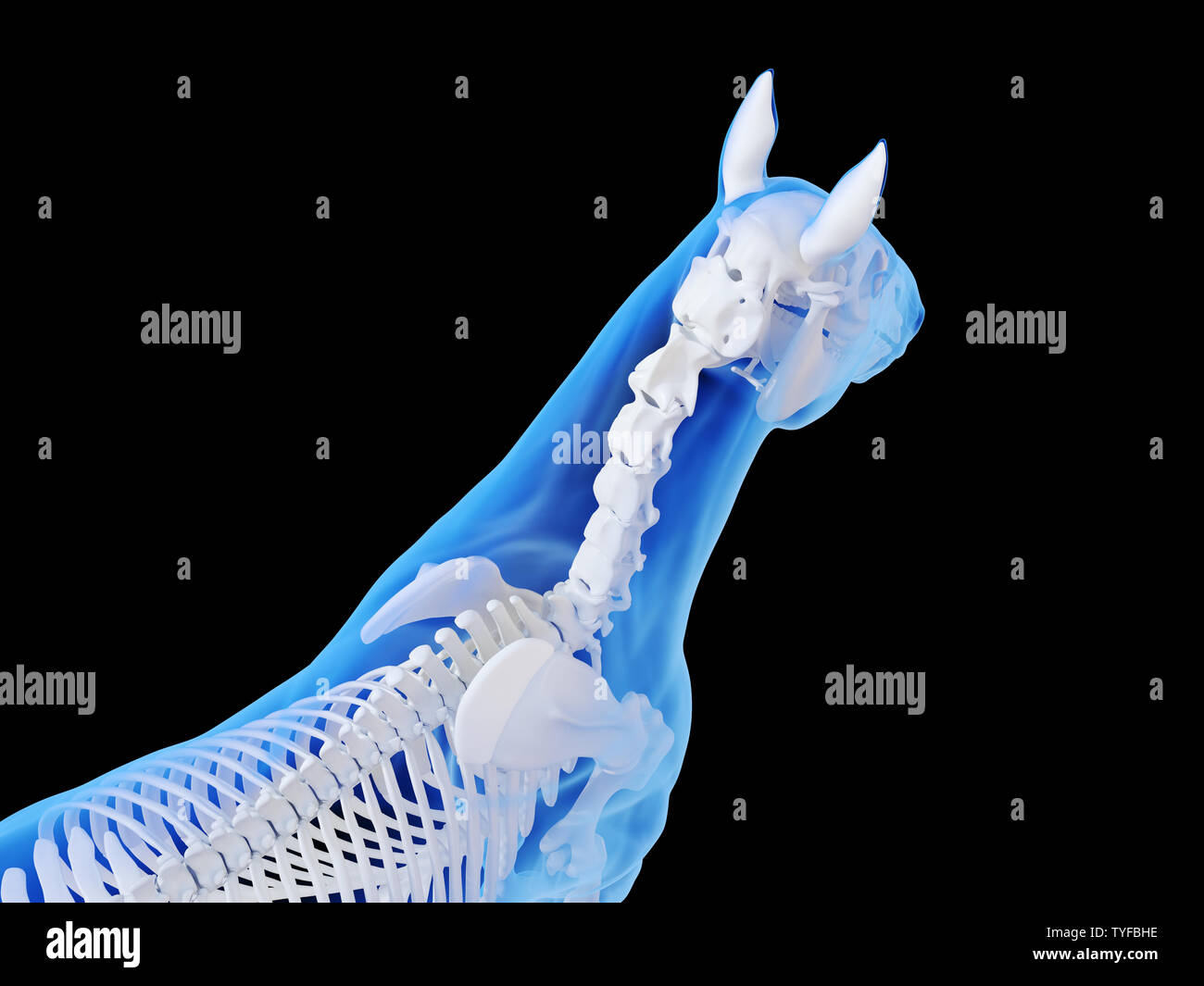 Médicalement en rendu 3d illustration de la précision du système squelettique cheval Banque D'Images