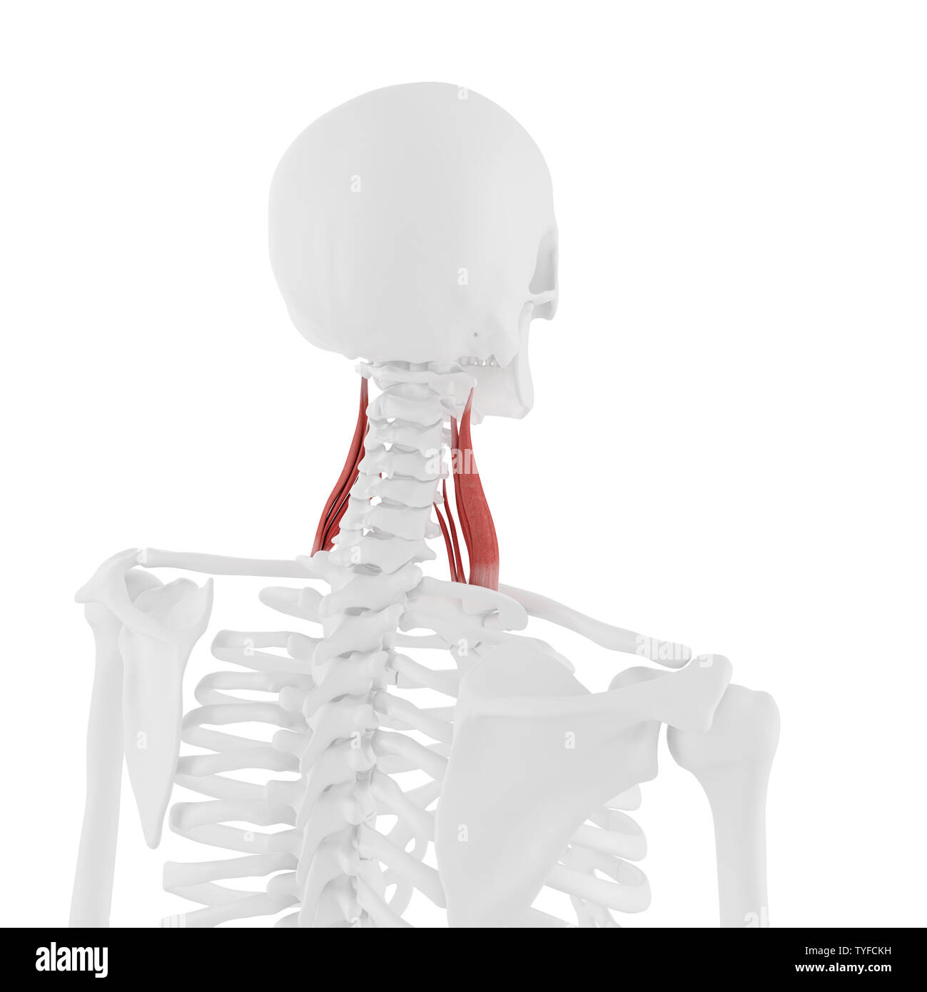 Médicalement en rendu 3d illustration précise du moyen scalène Banque D'Images