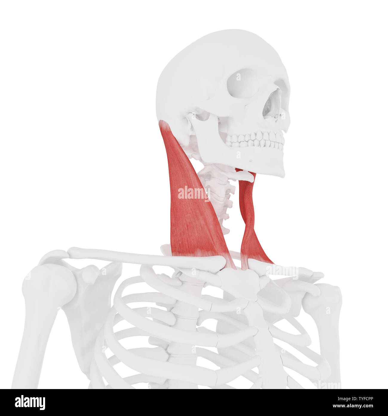 Rendu 3D précis médicalement illustration de la sterno-cléido-mastoïdien Banque D'Images