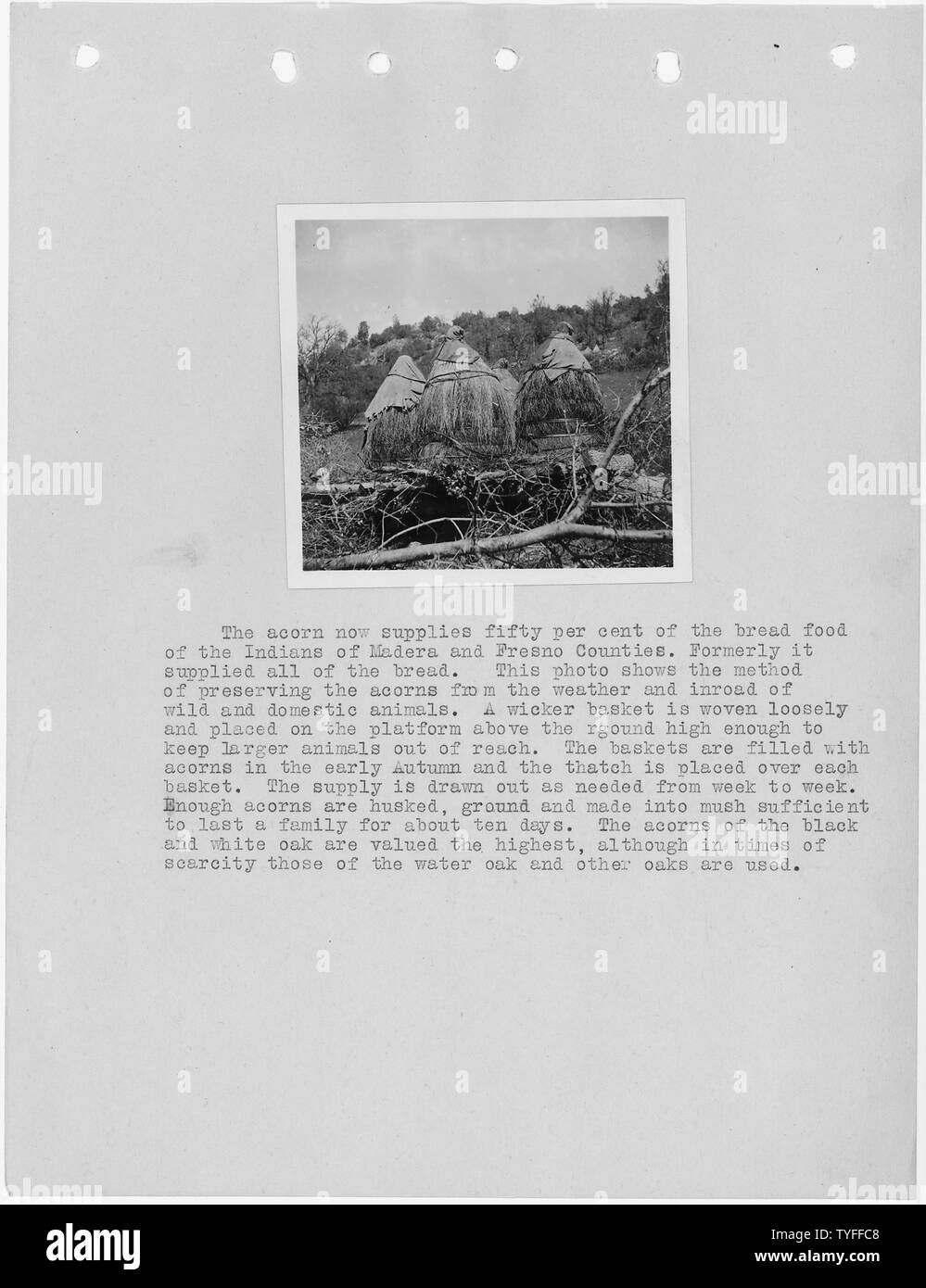 Photographie avec texte de méthode de conserver les glands, qui sont 50  % de la nourriture du pain les Amérindiens de Madera County, en Californie. Il s'agit d'un rapport d'enquête de Fresno et les comtés de Madera par L.D. Creel. Banque D'Images