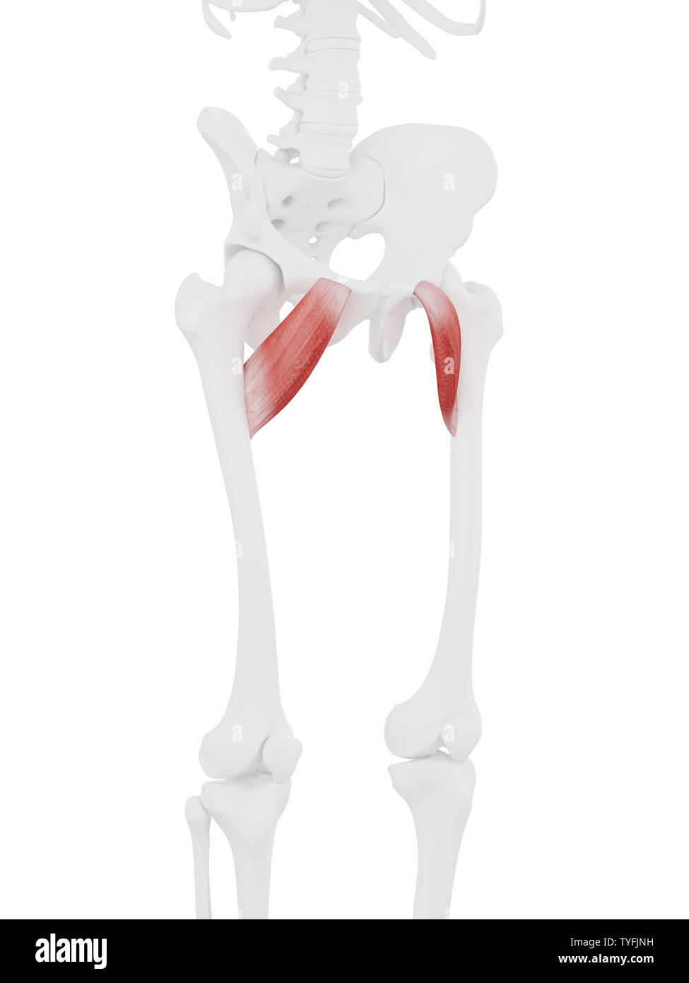 Médicalement en rendu 3d illustration de l'exacte Pectineus Banque D'Images