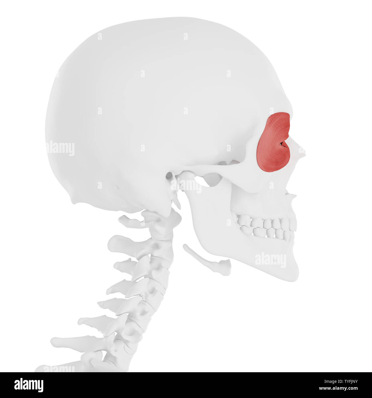 Rendu 3D précis médicalement illustration de l'Orbicularis Oculi Banque D'Images