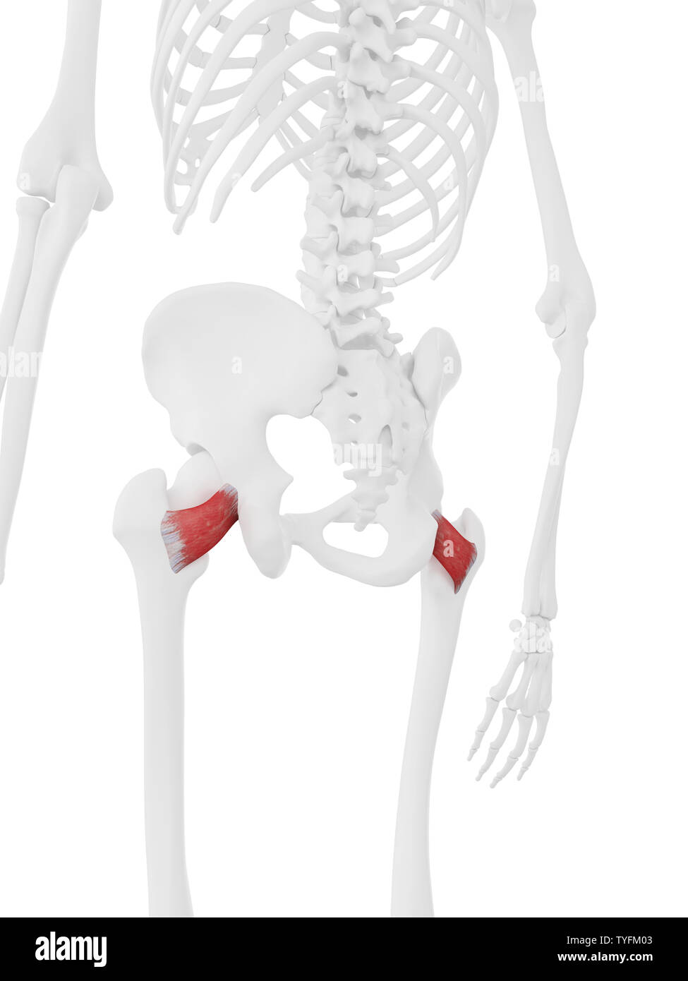 Médicalement en rendu 3d illustration de l'exacte Quadratus Femoris Banque D'Images