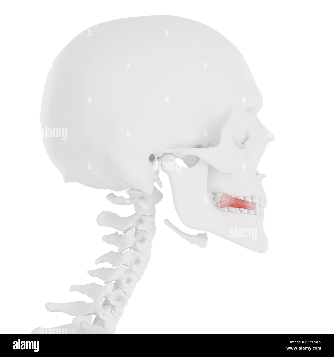 Médicalement en rendu 3d illustration de l'exacte Risorius Banque D'Images