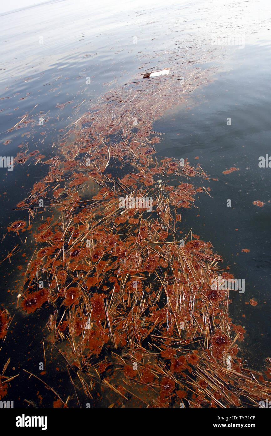 Les flotteurs du pétrole brut dans le golfe du Mexique au large de la côte  de Grand Isle, en Louisiane, le 26 mai 2010. Fuite d'huile dans le golfe  depuis plus d'un