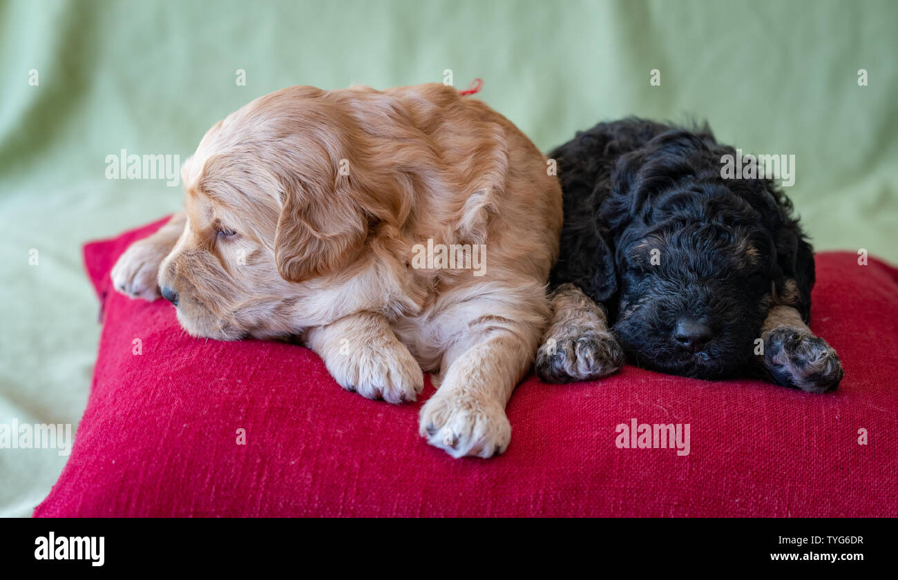 Deux adorables golden doodle chiot nouveau-né allongé sur un coussin rouge avec un fond vert lime. Banque D'Images
