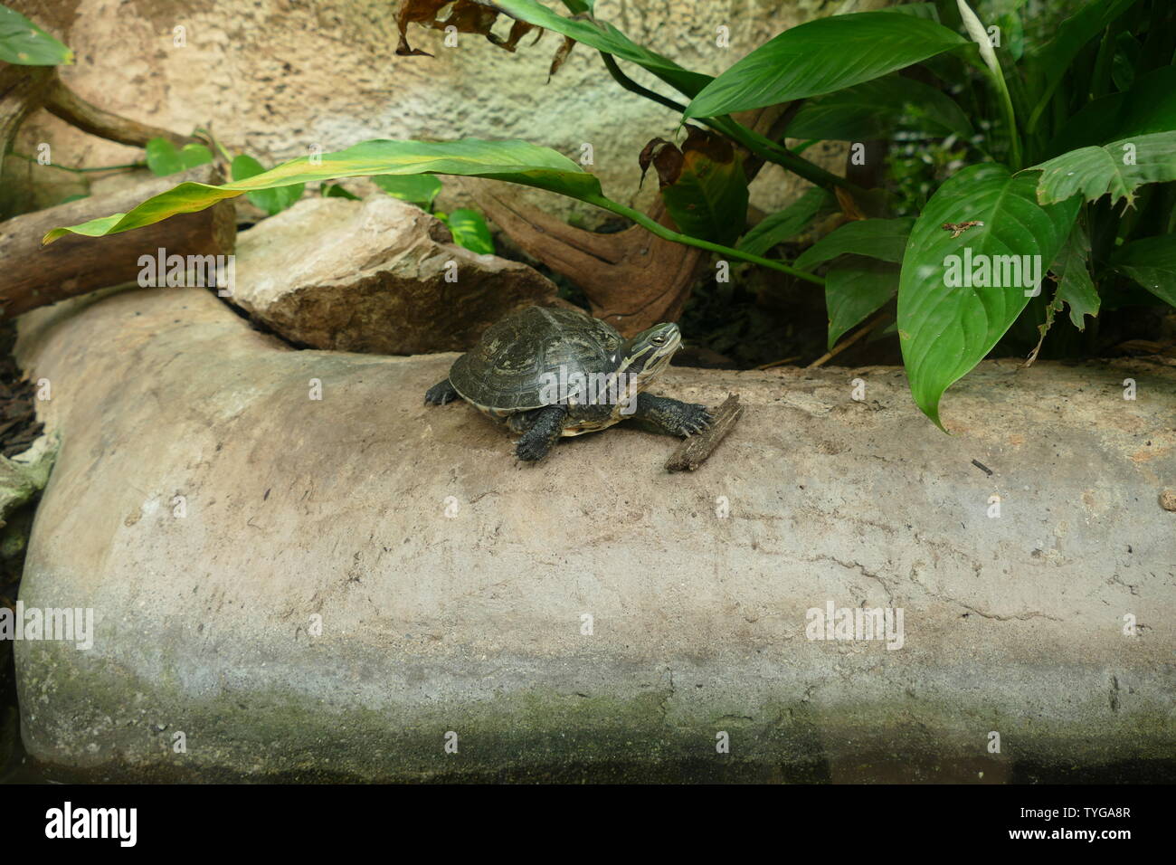 La tortue feuille d'Annam Banque D'Images