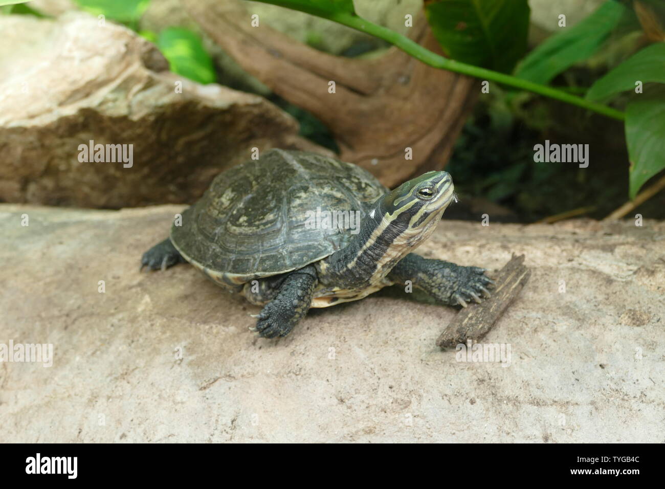 La tortue feuille d'Annam Banque D'Images