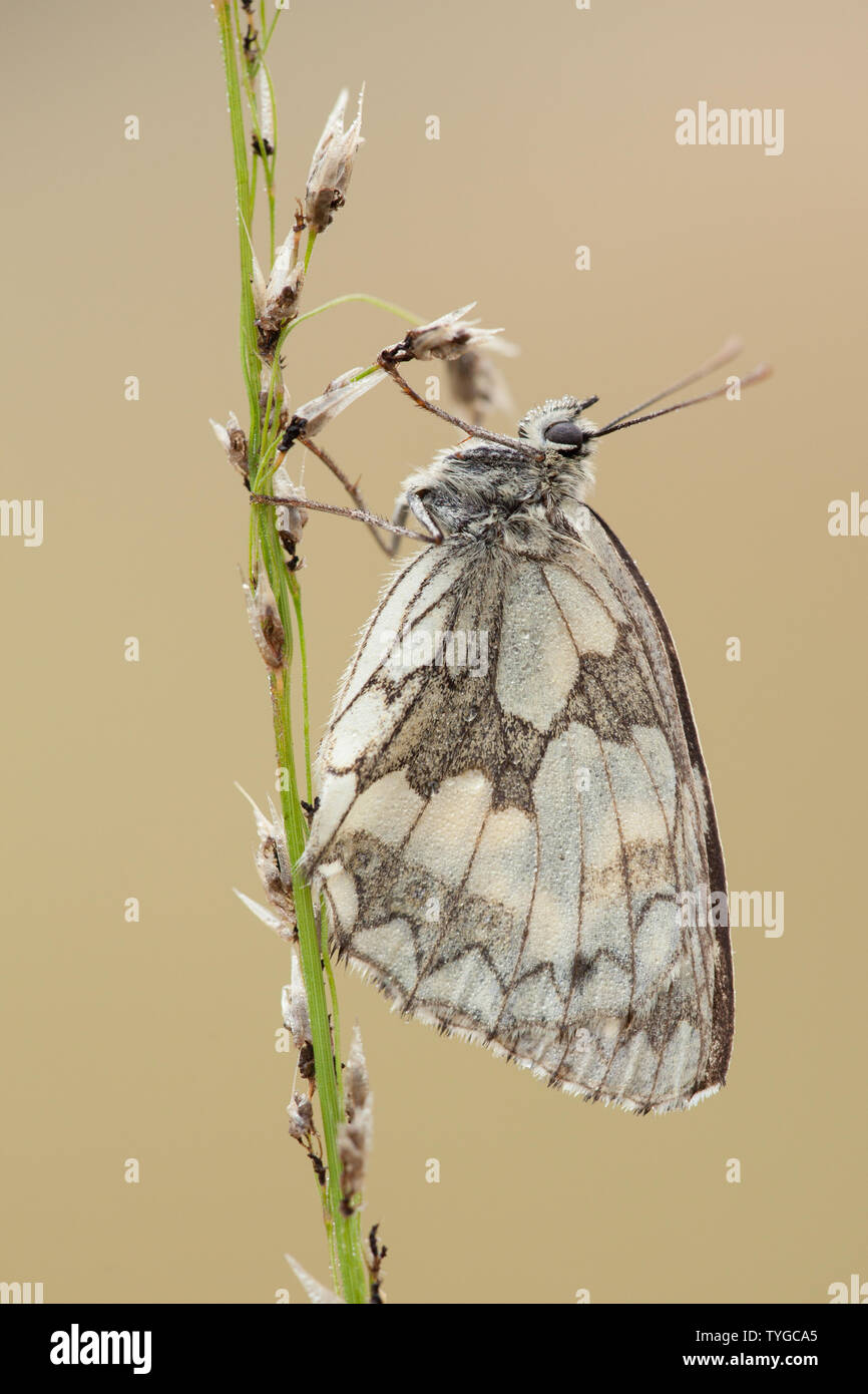 Une femelle papillon blanc marbré au repos sur une tige d'herbe dans une prairie de fleurs, Hampshire, Royaume-Uni Banque D'Images