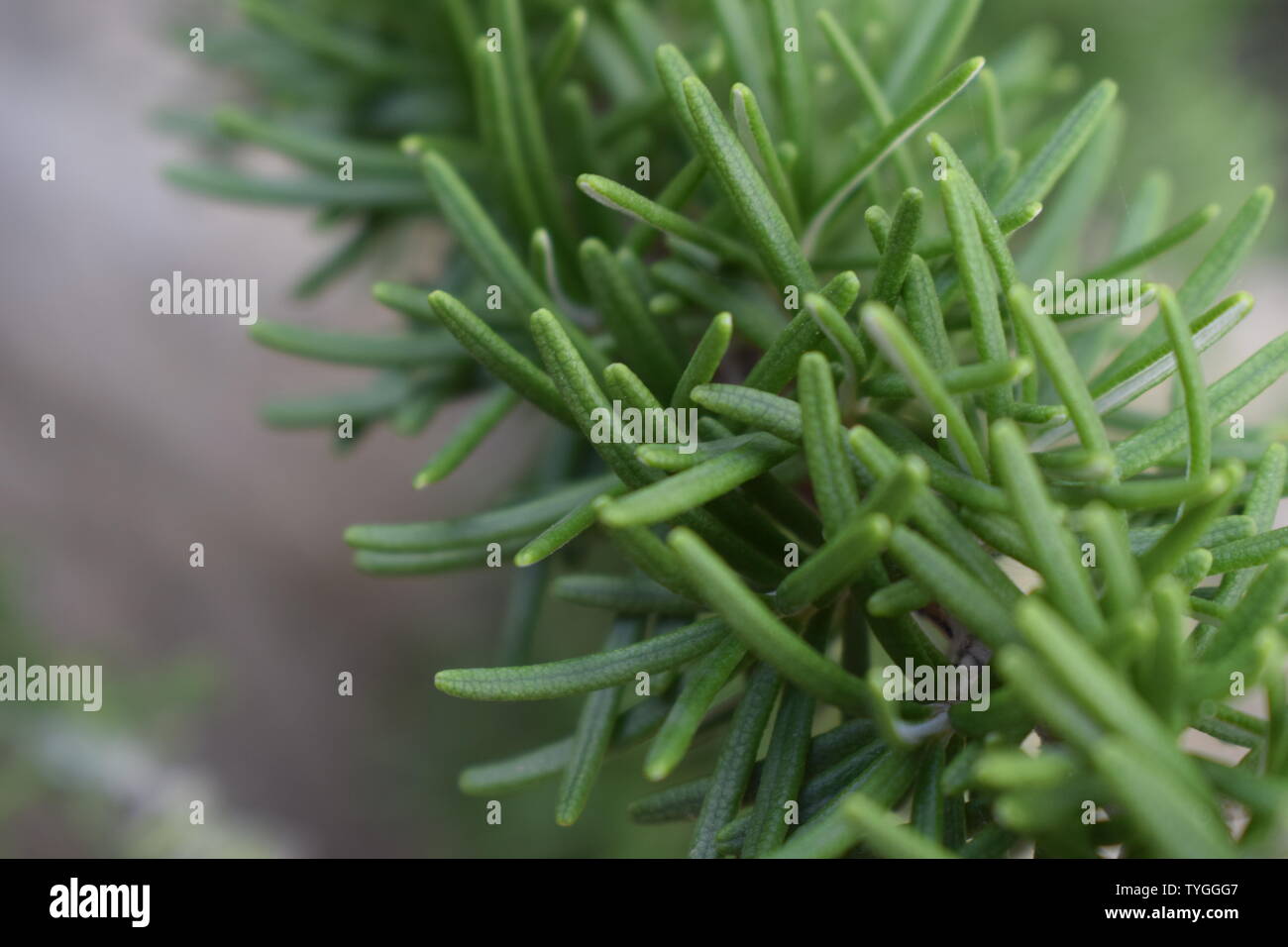 Macro photo, Rosemary plant. La cuisine méditerranéenne d'arrière-plan de l'usine Banque D'Images