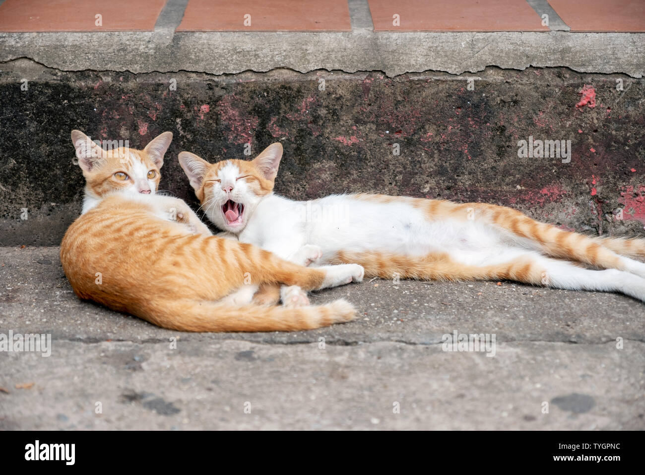Deux jeunes chatons orange allongé sur la route Banque D'Images
