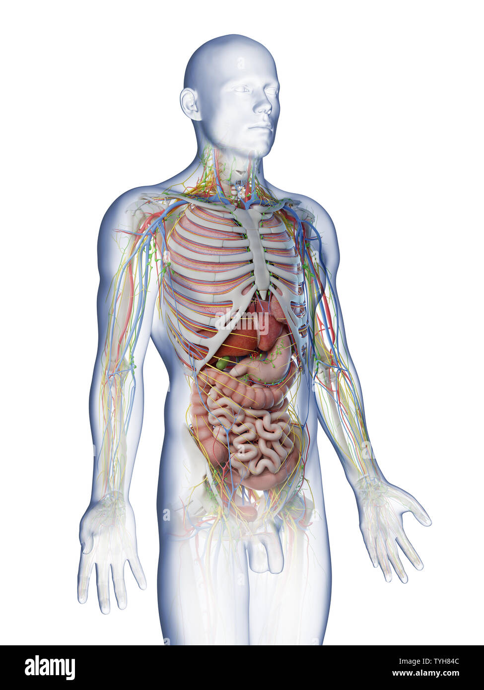 Rendu 3d illustration d'un corps supérieur mans anatomy Banque D'Images