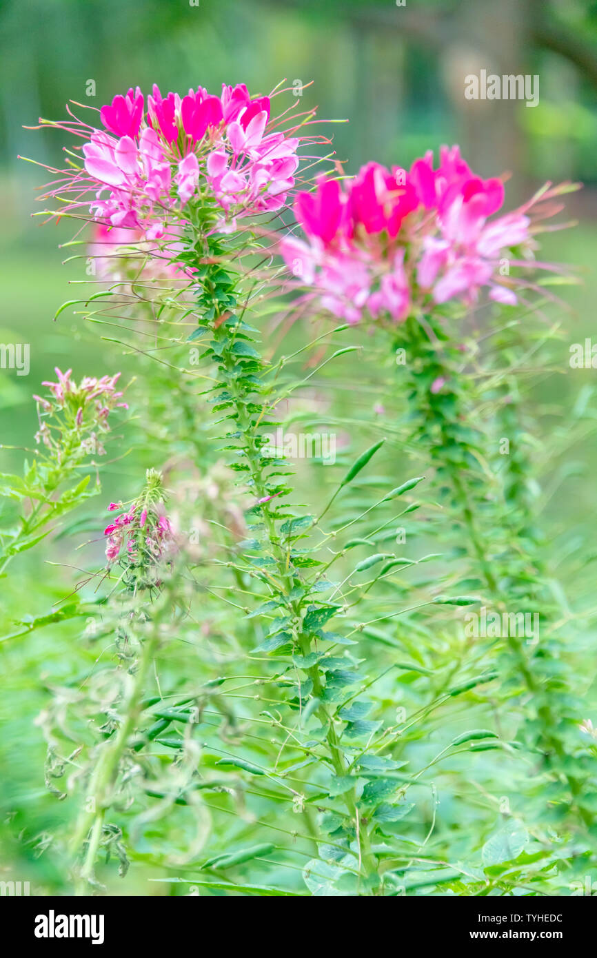 Fleurs papillon ivre au début de l'été Banque D'Images