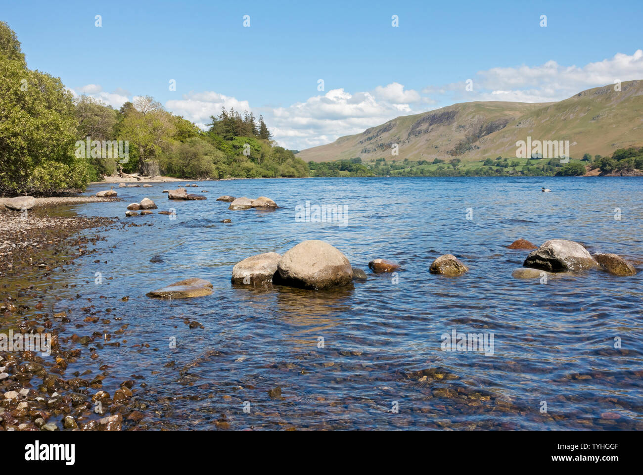 Rive du lac bord du lac d'Ullswater en été Lake District National Park Cumbria Angleterre Royaume-Uni Grande-Bretagne Banque D'Images