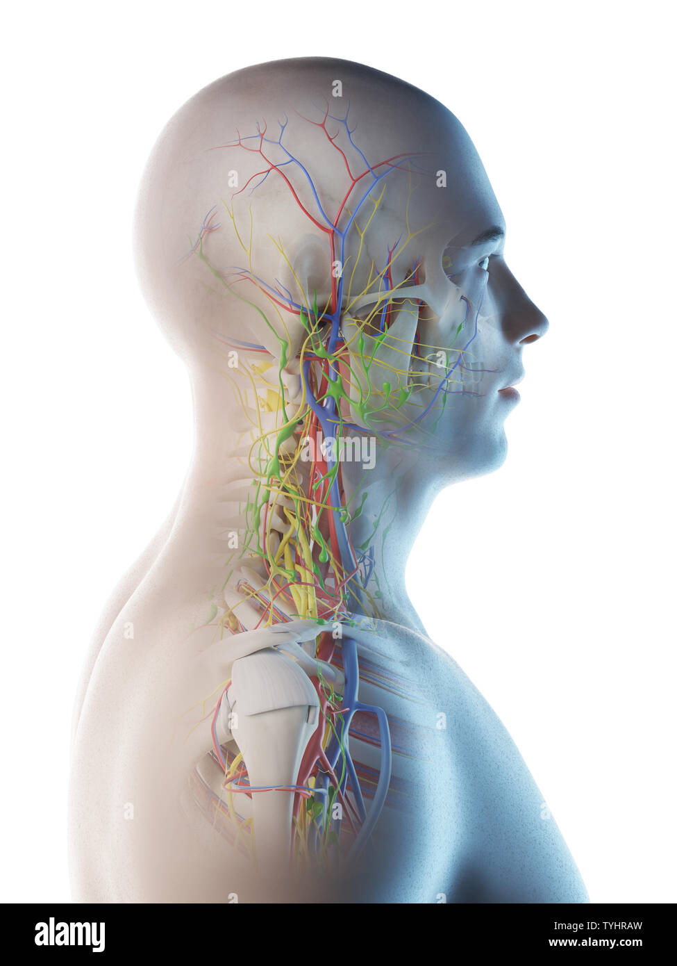 Rendu 3d illustration d'un mans anatomie de la tête et du cou Banque D'Images