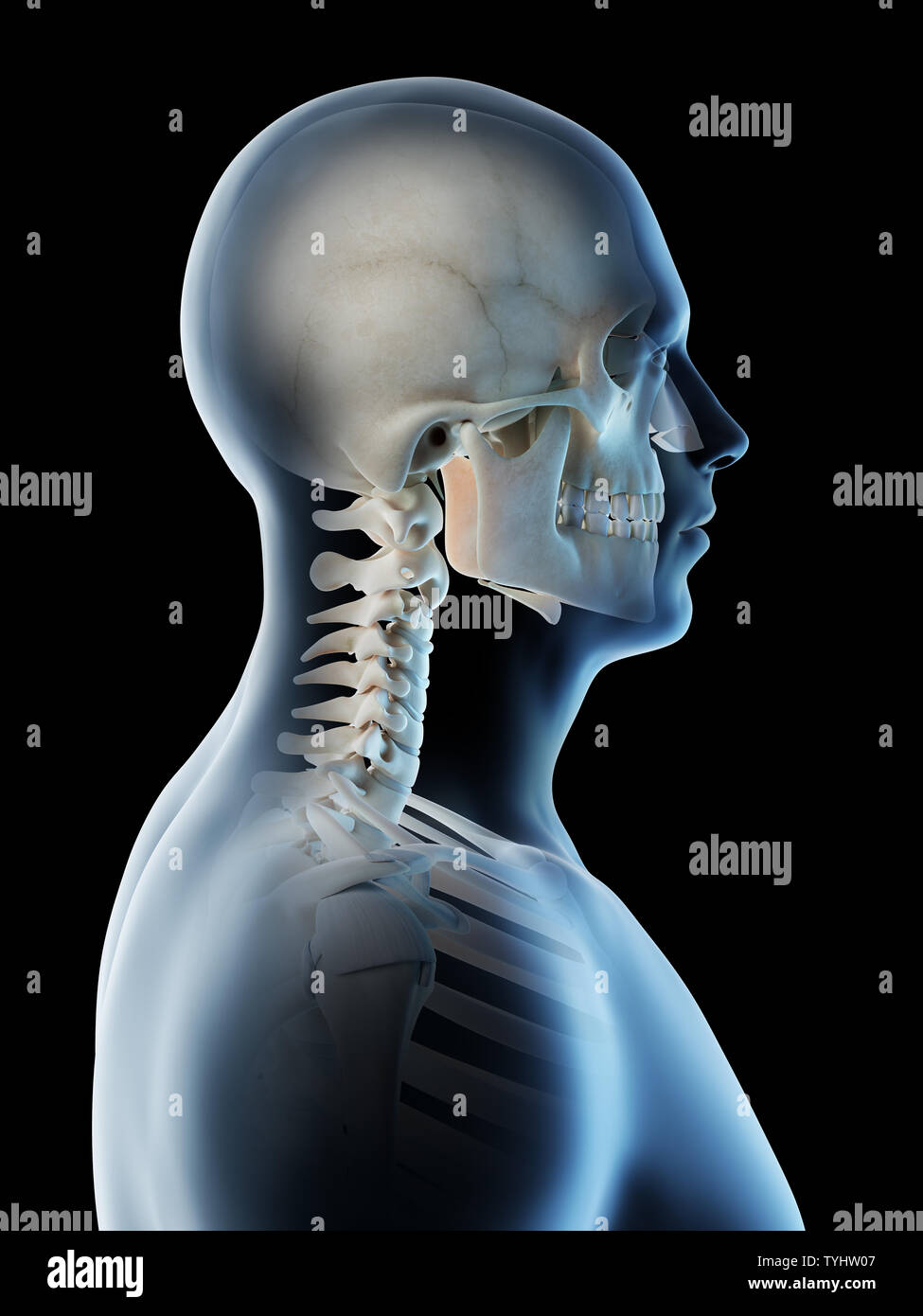 Rendu 3d illustration d'une tête et cou squelettique mans Banque D'Images