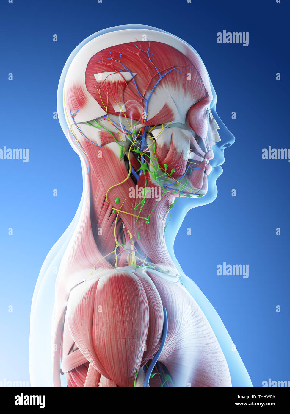 Rendu 3d illustration d'un mans anatomie de la tête et du cou Banque D'Images