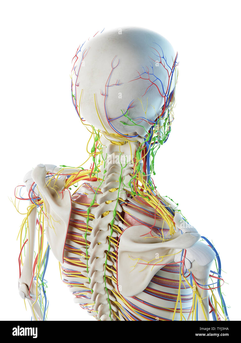 Rendu 3d illustration d'un mans anatomie de la tête et du cou Banque D'Images