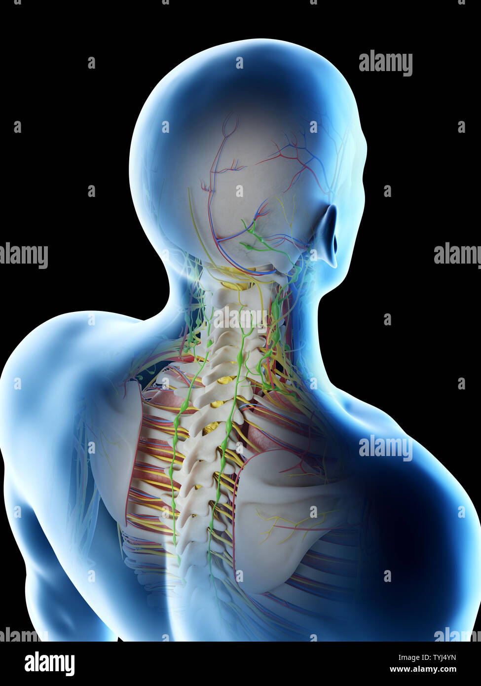 Rendu 3d illustration d'un mans anatomie de la tête et du cou Banque D'Images