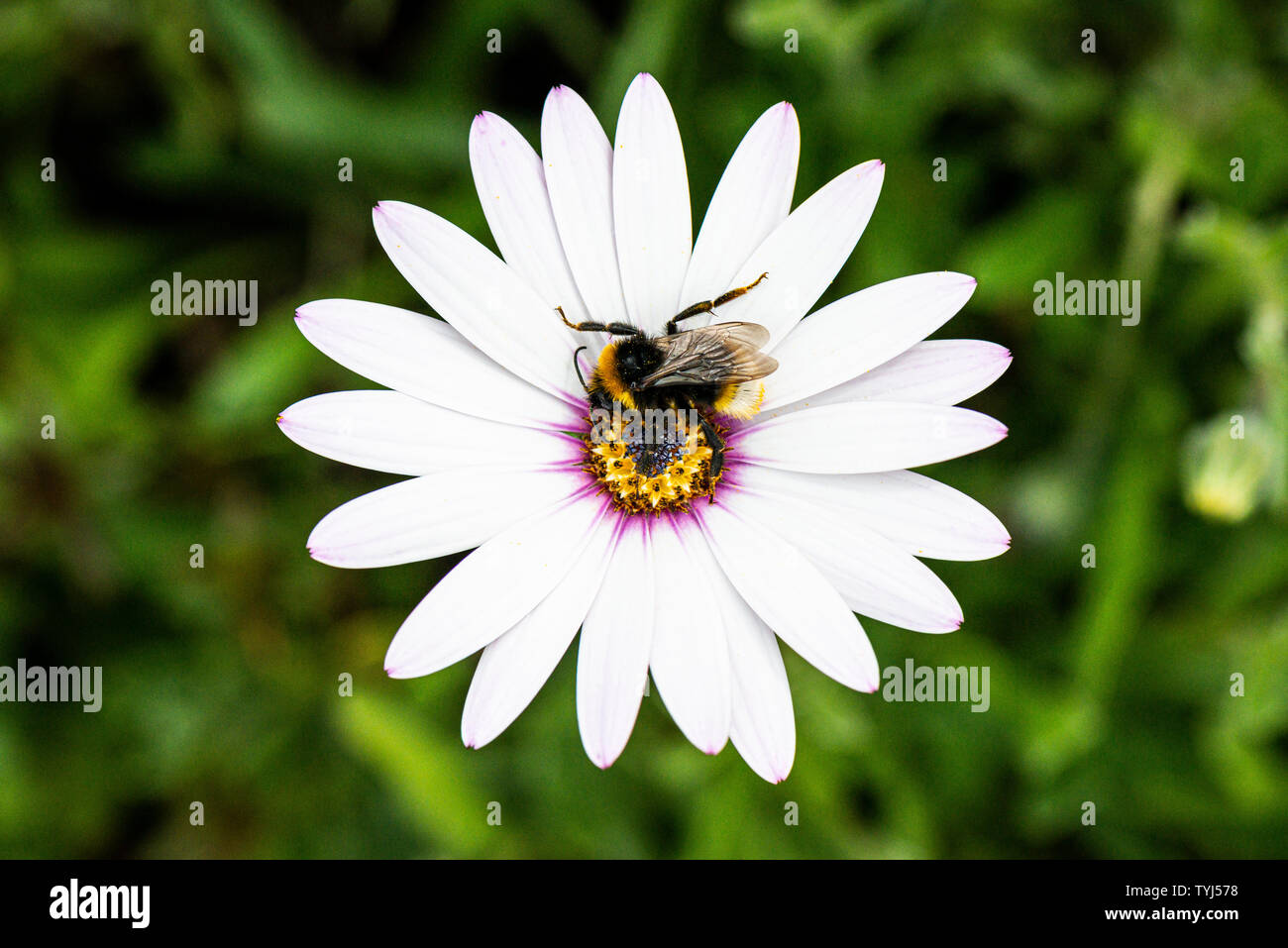 Un bourdon sur une fleur blanche d'Osteospermum Banque D'Images