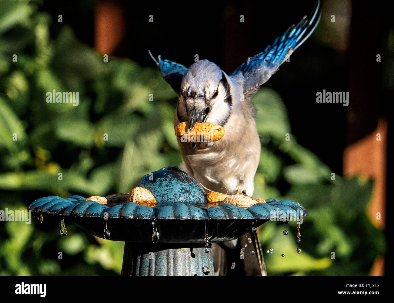 Je l'ai Banque D'Images