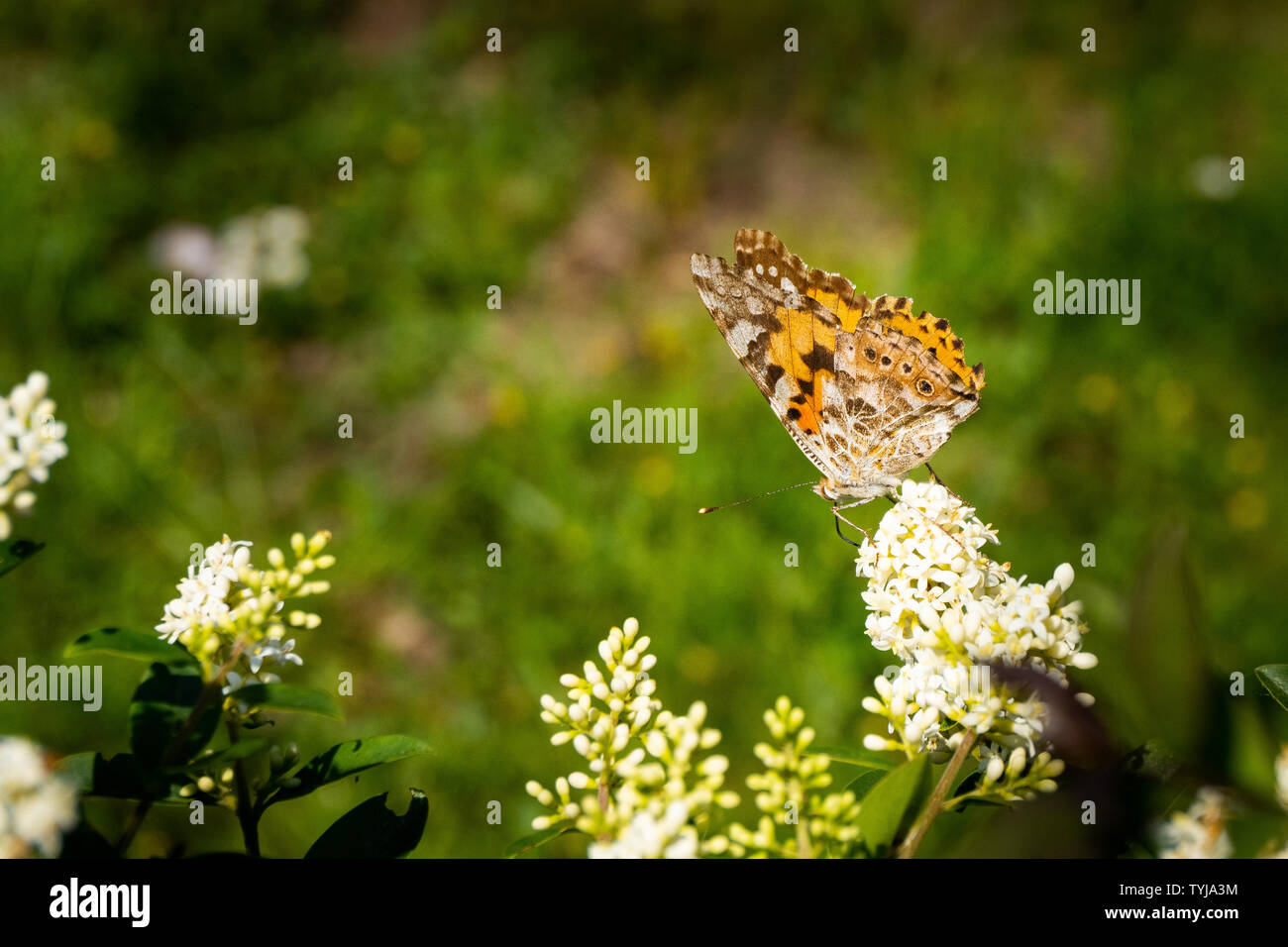 Gros plan d'une analyse détaillée et papillon coloré assis sur une fleur au soleil - de nature macro colorés Banque D'Images