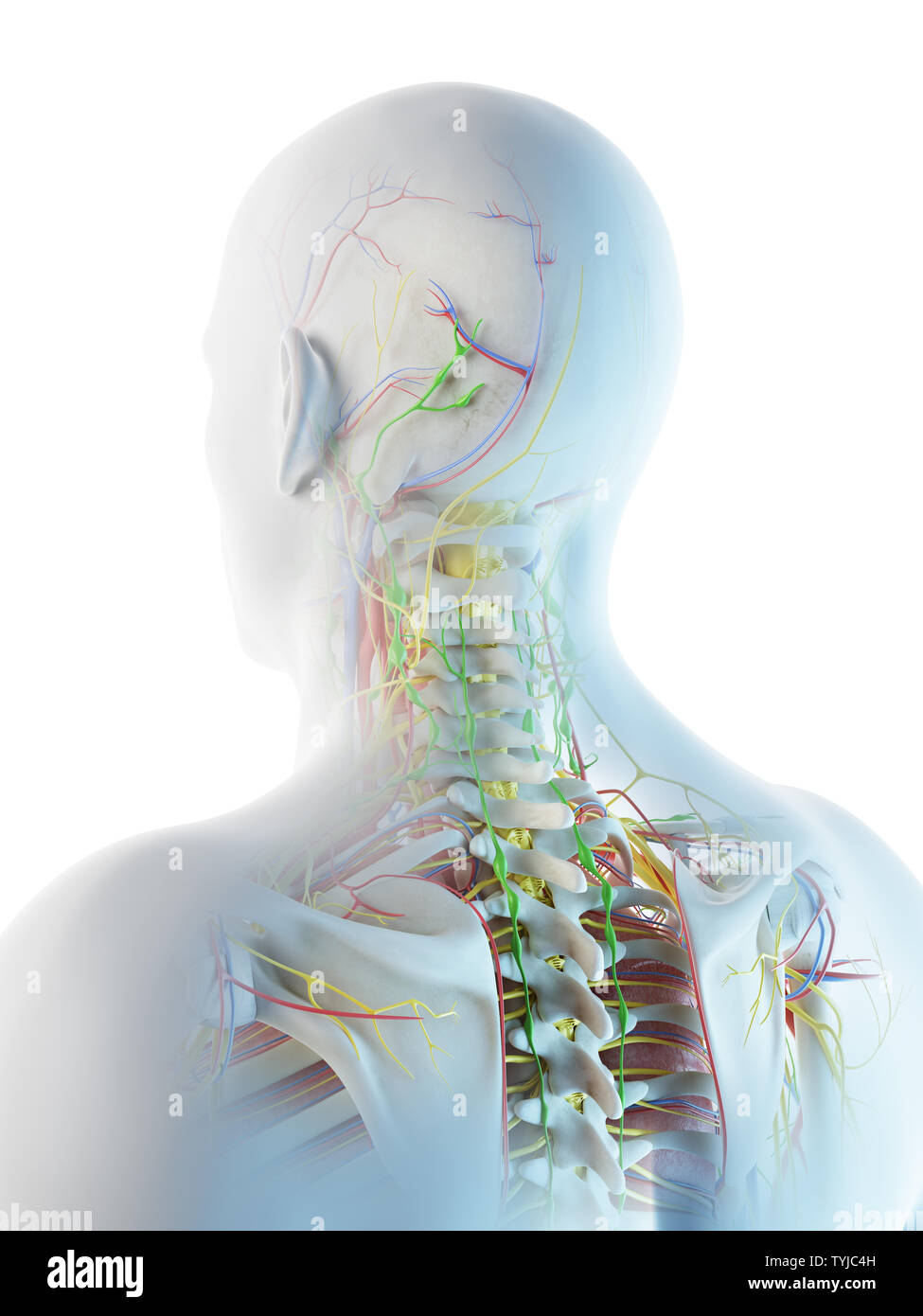 Rendu 3d illustration d'un mans anatomie de la tête et du cou Banque D'Images