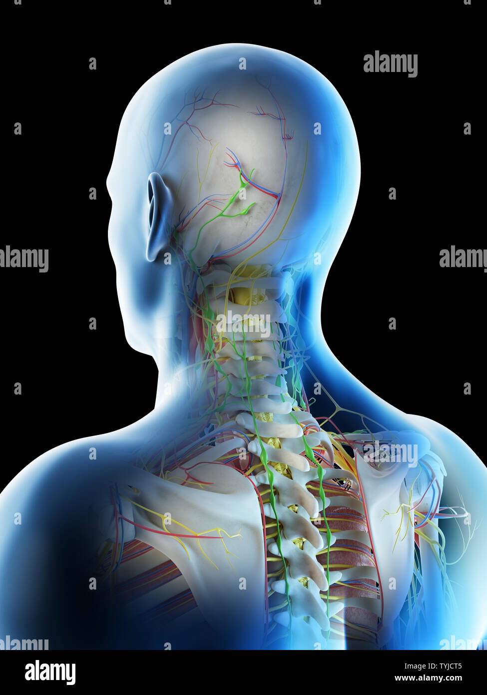 Rendu 3d illustration d'un mans anatomie de la tête et du cou Banque D'Images