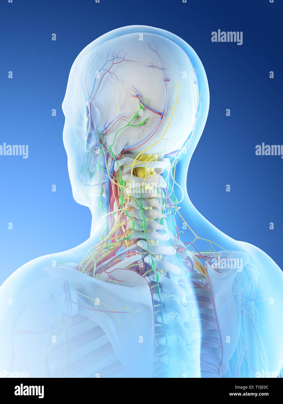 Rendu 3d illustration d'un mans anatomie de la tête et du cou Banque D'Images