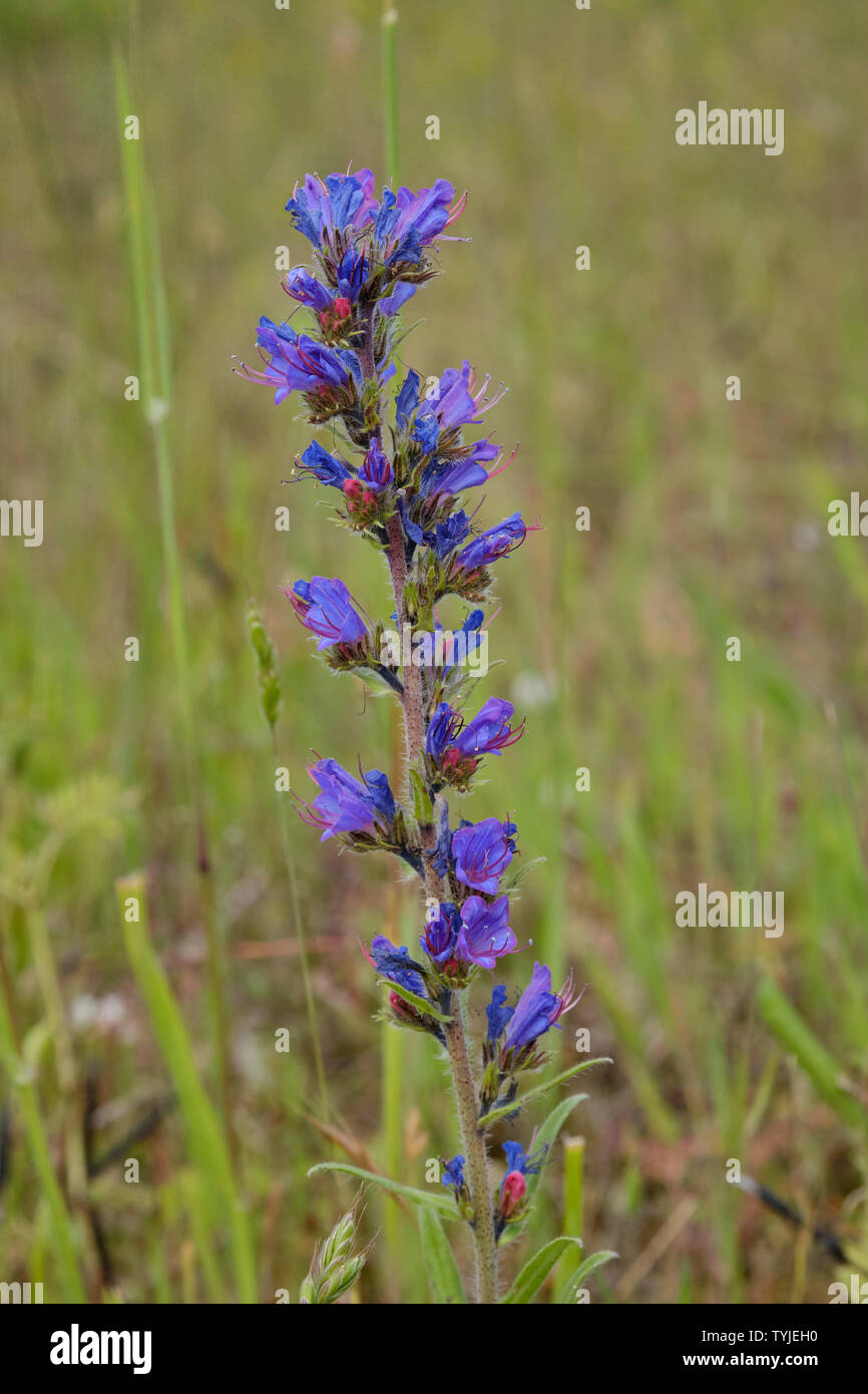 (Vipérine commune Echium Vulgaris) Banque D'Images