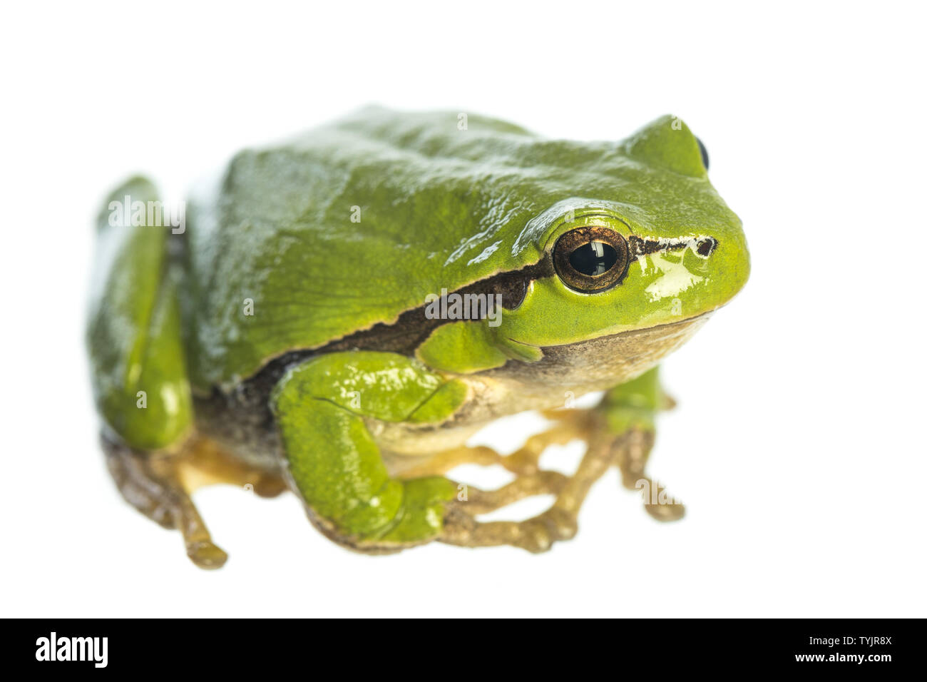 European tree frog (Hyla arborea) assis sur fond blanc Banque D'Images