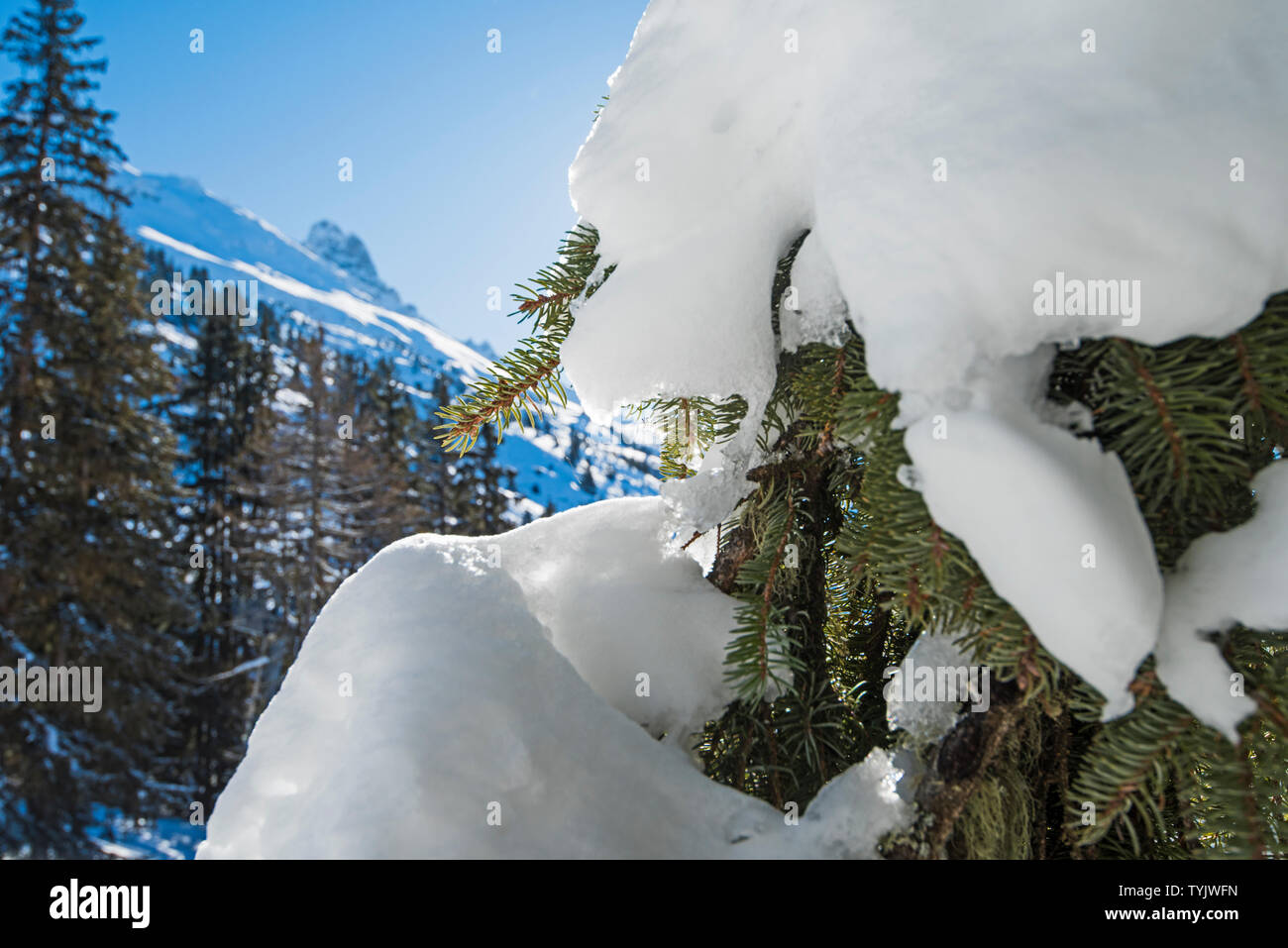 Avis de neige couvertes de conifères alpins des pins sur montagne en hiver avec closeup détail de branches Banque D'Images