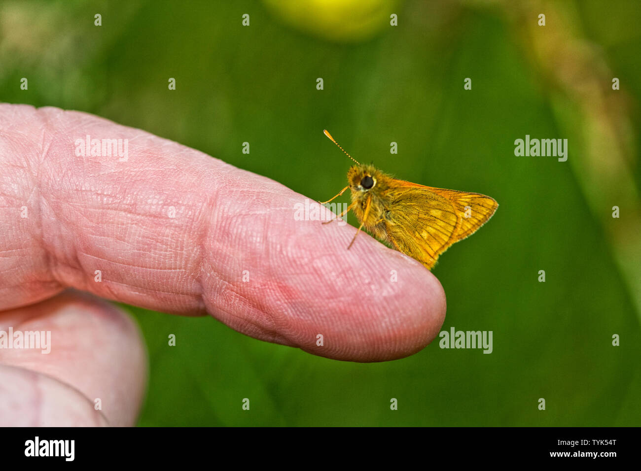 Petit Patron ( Thymelicus sylvestris ) reposant sur un doigt Banque D'Images