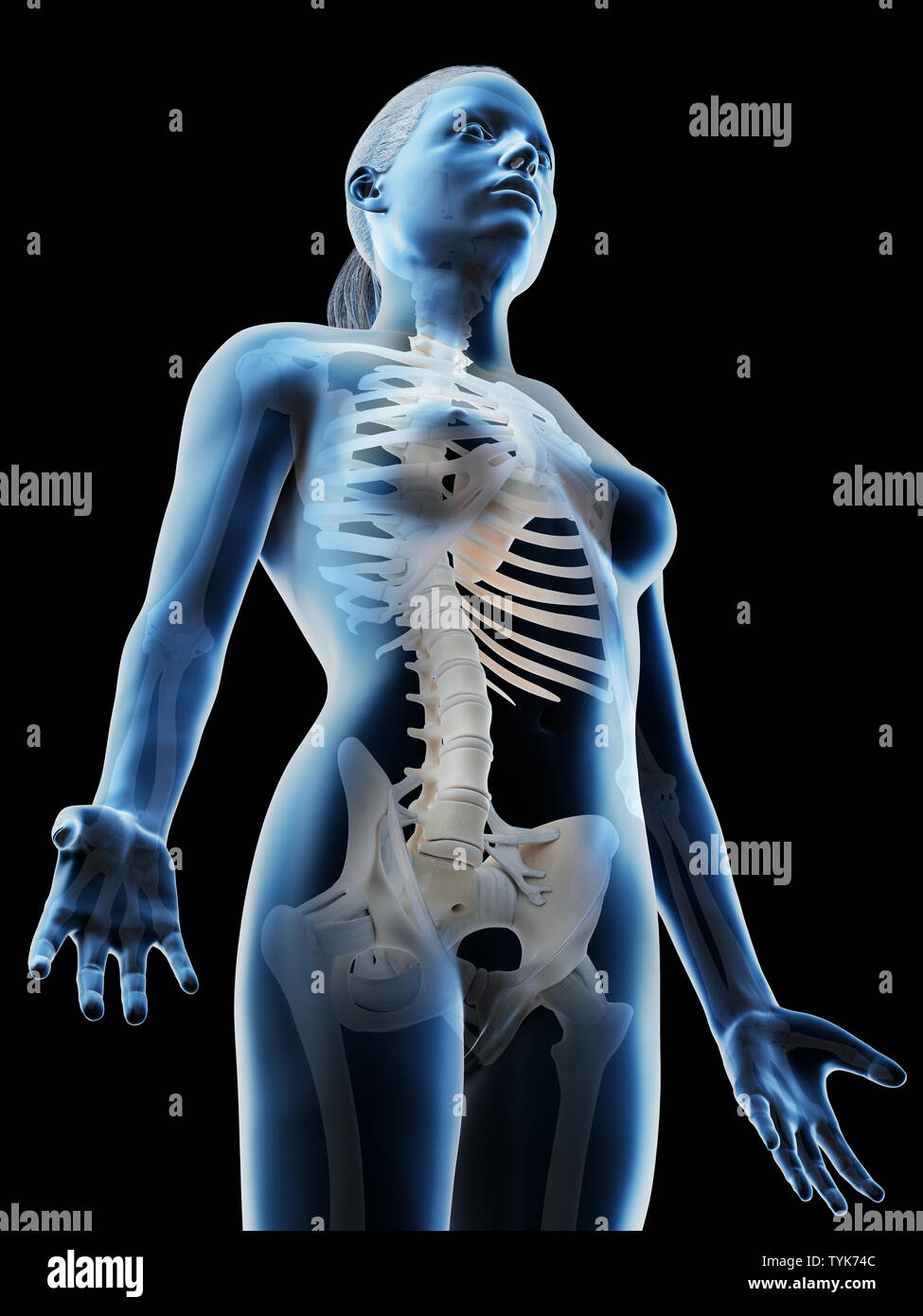 Rendu 3d illustration d'un haut du corps squelettique femelles Banque D'Images