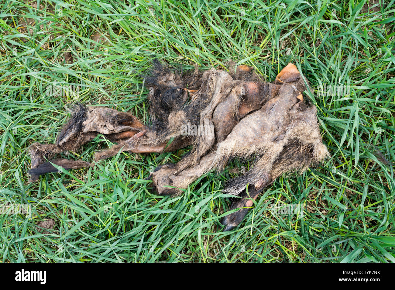 Fourrure d'un sanglier, Oberweser, Weser Uplands, Thuringe, Hesse, Allemagne Banque D'Images