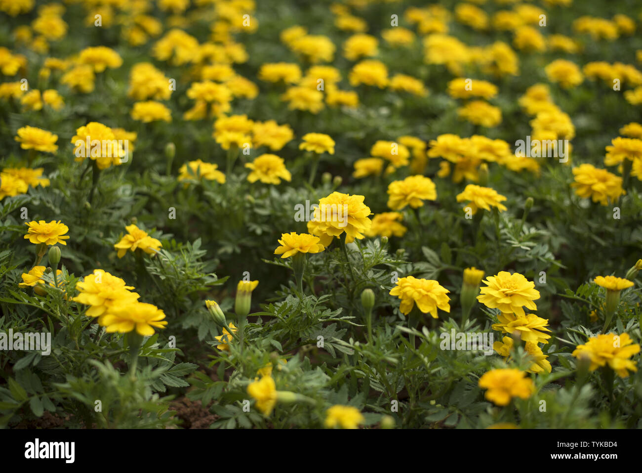 Marigold Banque D'Images