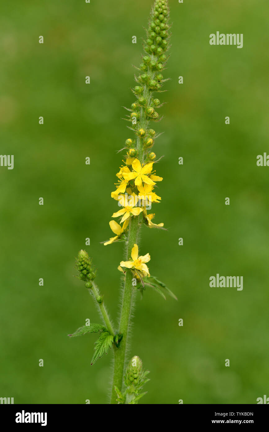 Odermenning, Agrimonia Eupatoria, Banque D'Images